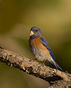 Western Blue Bird - Photo by Steve Ting