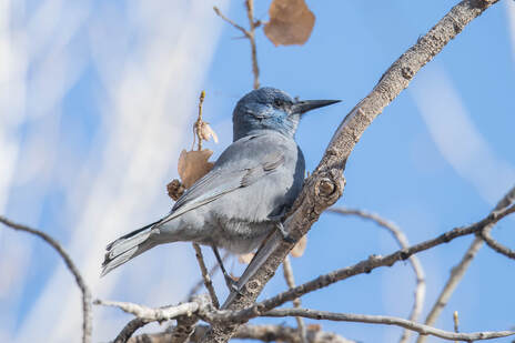 An individual Pinyon Jay (a medium sized gray and blue songbird) perched on a branch in front of a blue sky.