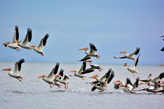 Pelicans in Flight Photo: ​Cindy L. Fullwiler/Audubon Photography Awards