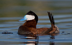 Ruddy Duck - Photo by Steve Ting