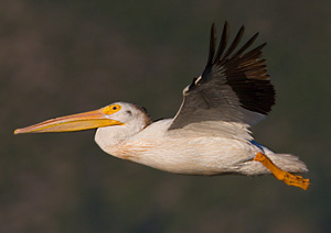 American White Pelican - Photo by Steve Ting