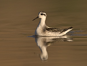 Red-necked Phalarope - Photo by Steve Ting