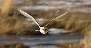 Barn Owl - Photo by Steve Ting