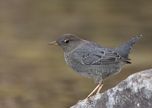 American Dipper - Photo by Steve Ting