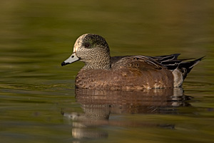 American Wigeon - Photo by Steve Ting