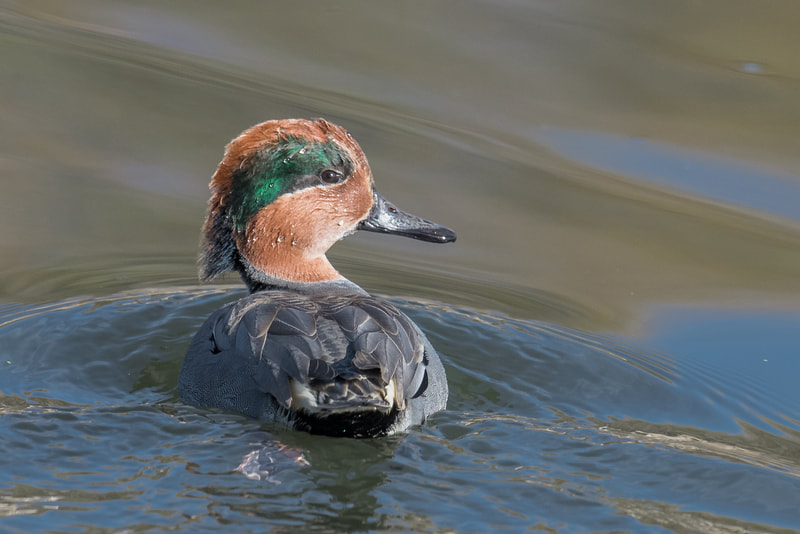 Photo of a Green-winged Teal swimming in the water. This is a duck with a green streak sweeping back from it's eye, a rufous head and a dark body and beak.
