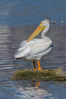 American White Pelican - Photo by Steve Ting