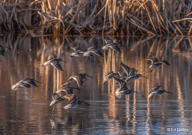 A group of Long-billed Dowitchers taking flight over water tall reeds or grasses in the background.